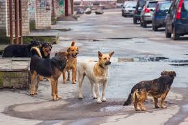 Número de animais abandonados e acolhidos por ONGs cresce no Brasil.